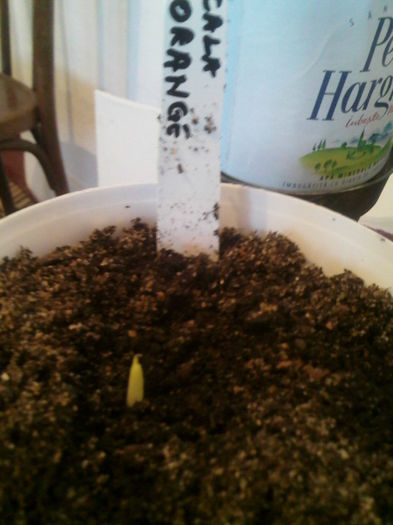 IMG103 - germinari 2013