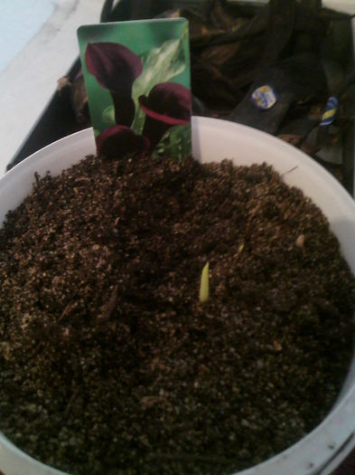 IMG104 - germinari 2013