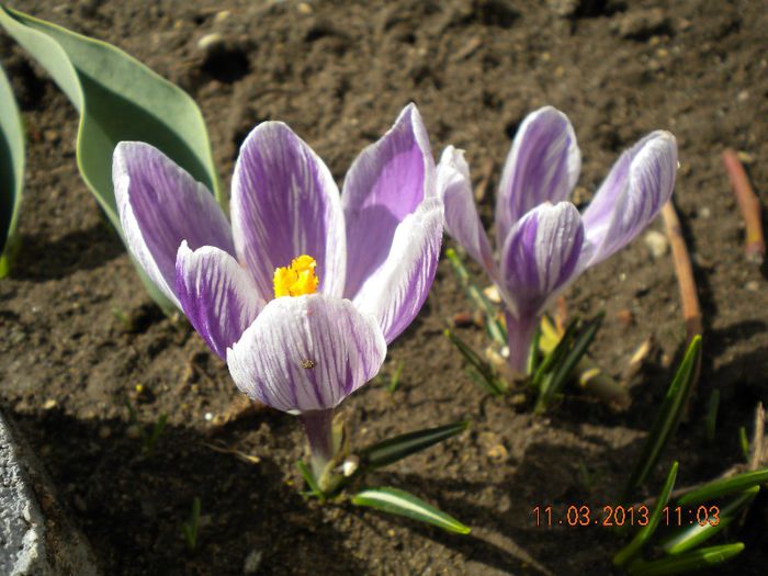 primele flori de crocus - flori din gradina 2013