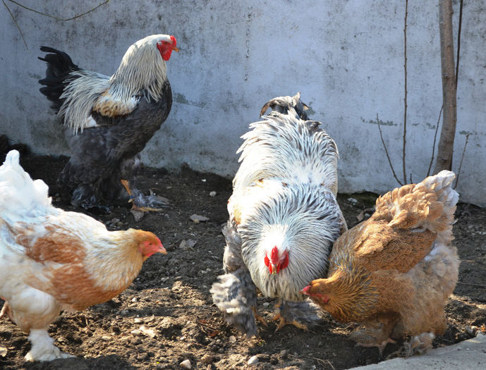 dedicatie dl doru clapa - B__Brahma Silver orange