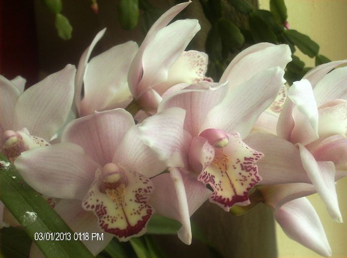 martie 2013 110 - cymbidium