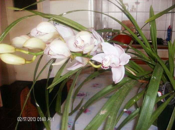 martie 2013 018 - cymbidium