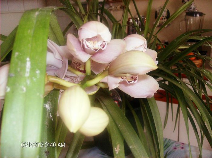 martie 2013 019 - cymbidium