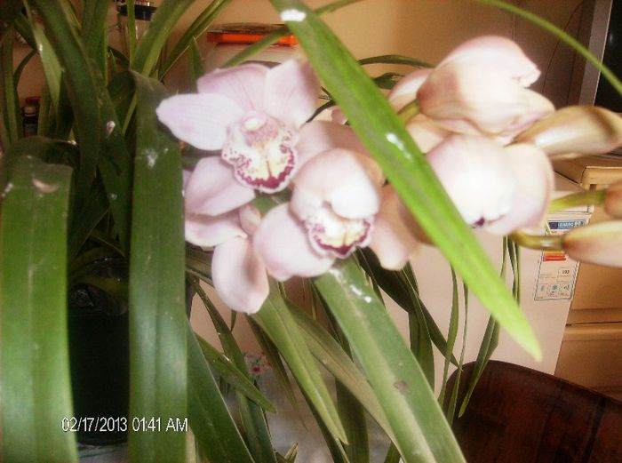 martie 2013 021 - cymbidium