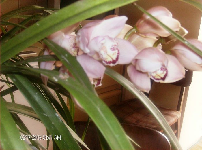 martie 2013 022 - cymbidium