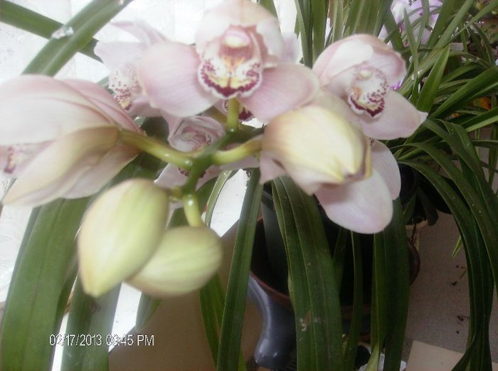 martie 2013 038 - cymbidium