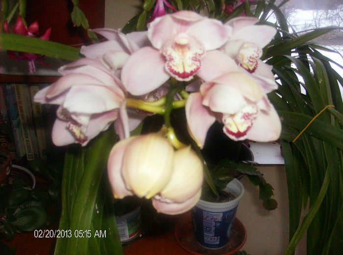 martie 2013 053 - cymbidium