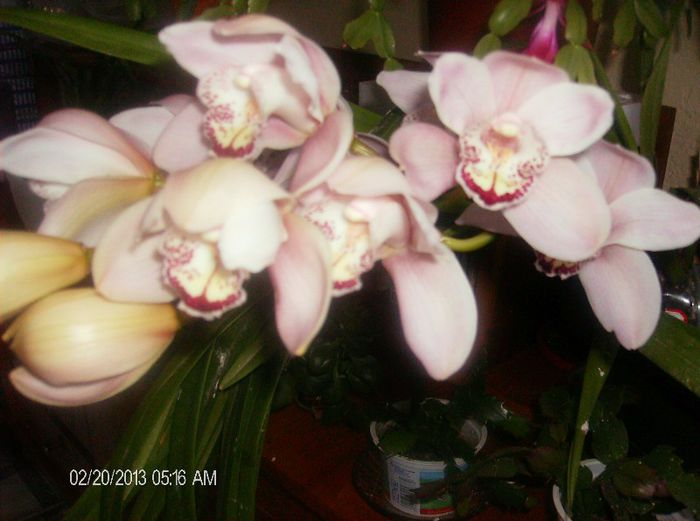 martie 2013 054 - cymbidium