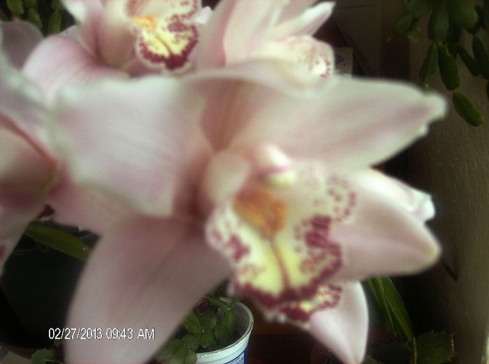 martie 2013 070 - cymbidium