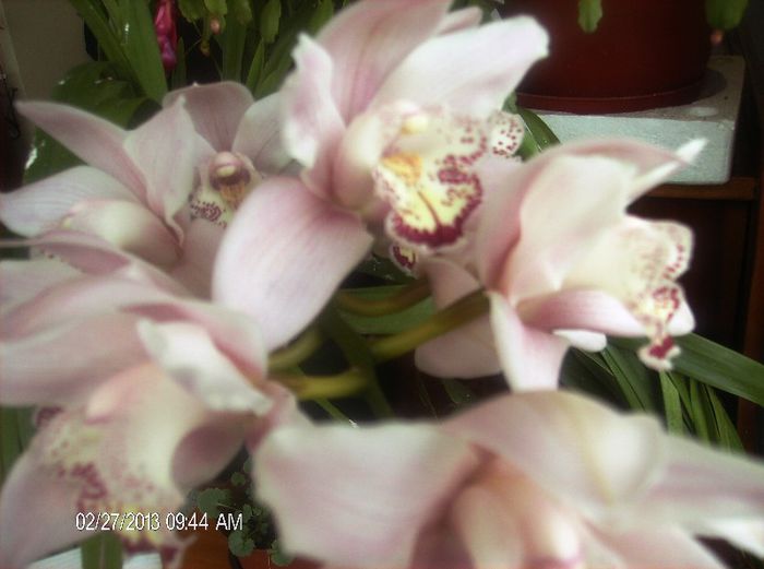 martie 2013 071 - cymbidium