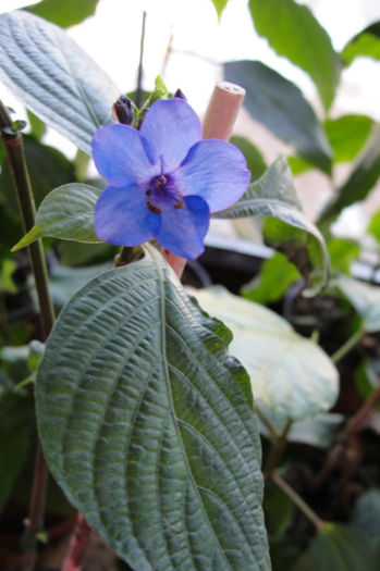  - Eranthemum Pulchellum