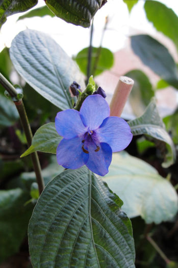  - Eranthemum Pulchellum