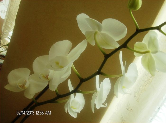 martie 2013 005 - phalaenopsis