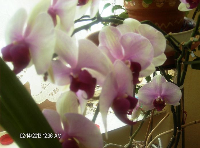 februarie 2013 004 - phalaenopsis