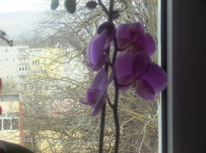 martie 2013 118 - phalaenopsis