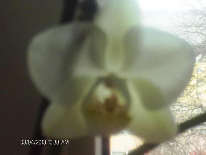 martie 2013 122 - phalaenopsis