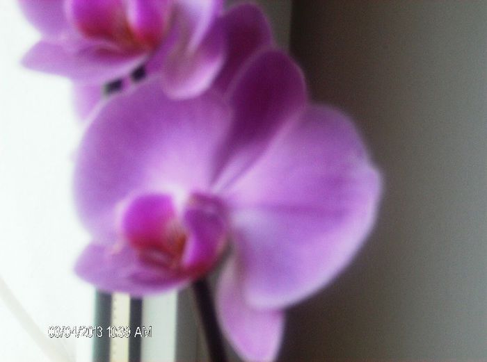 martie 2013 123 - phalaenopsis