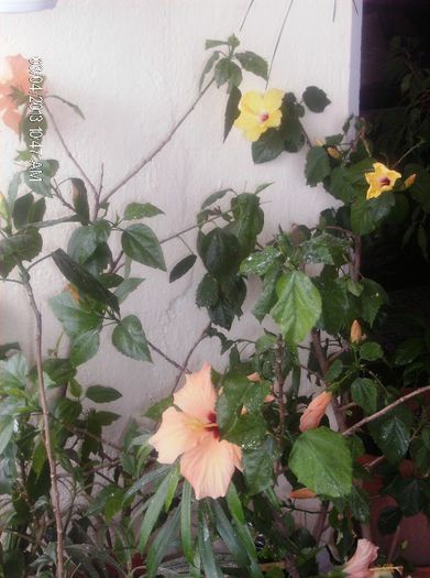 martie 2013 126 - hibiscus 2013 2