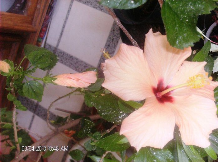 martie 2013 127 - hibiscus 2013 2