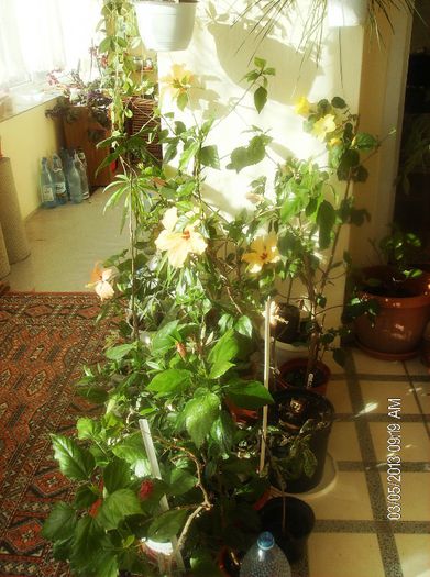 martie 2013 147 - hibiscus 2013 2