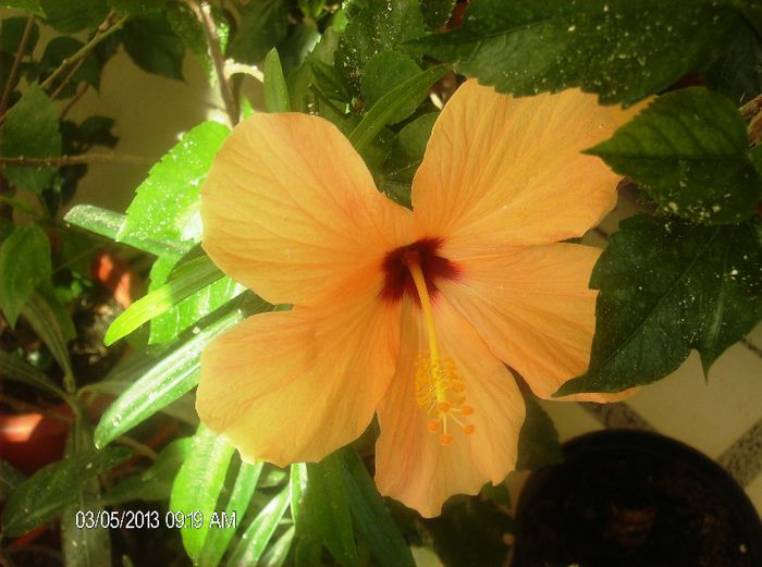 martie 2013 149 - hibiscus 2013 2