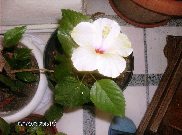 februarie 2013 036 - hibiscus 2013 2