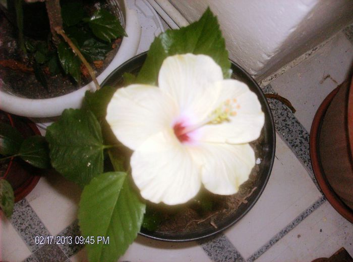 februarie 2013 037 - hibiscus 2013 2