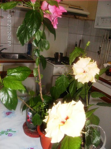 februarie  2013 043 - hibiscus 2013 2