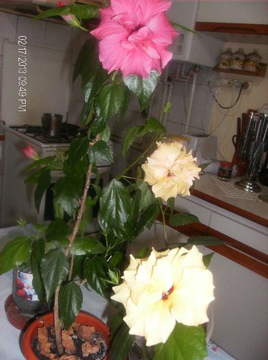 februarie 2013 044 - hibiscus 2013 2