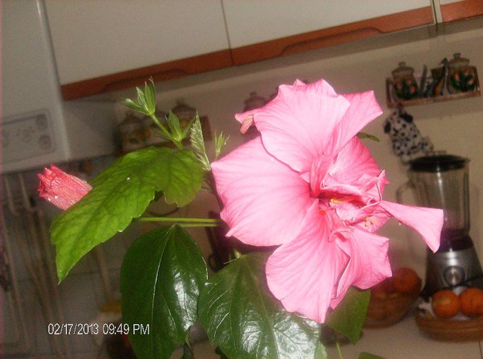 martie 2013 047 - hibiscus 2013 2