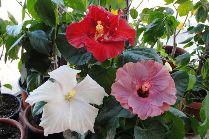  - Hibiscus Gommer 1