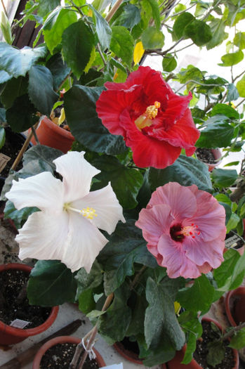  - Hibiscus Gommer 1