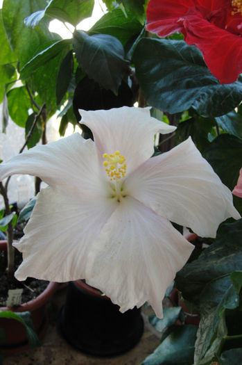 hibiscus Truly Fair - Hibiscus Gommer 1
