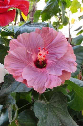hibiscus Sea Grape - Hibiscus Gommer 1