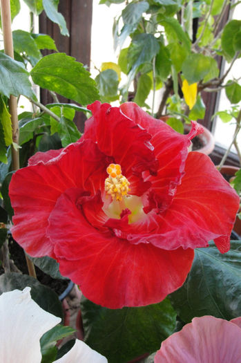 hibiscus Hot Ticket - Hibiscus Gommer 1