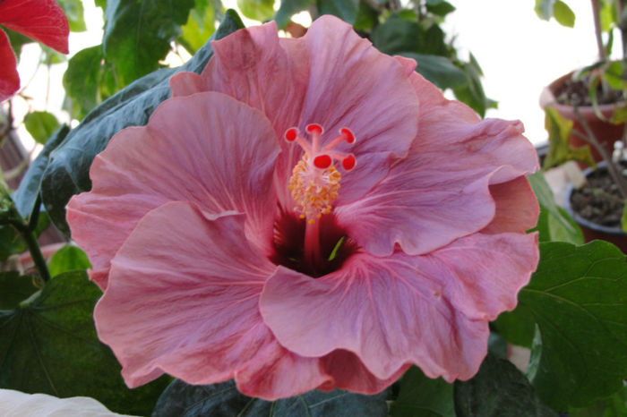 - Hibiscus Gommer 1