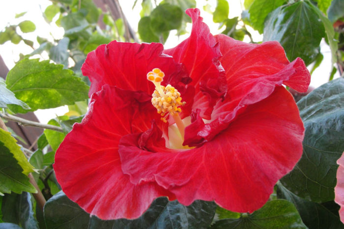  - Hibiscus Gommer 1