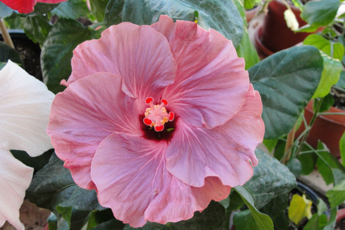  - Hibiscus Gommer 1