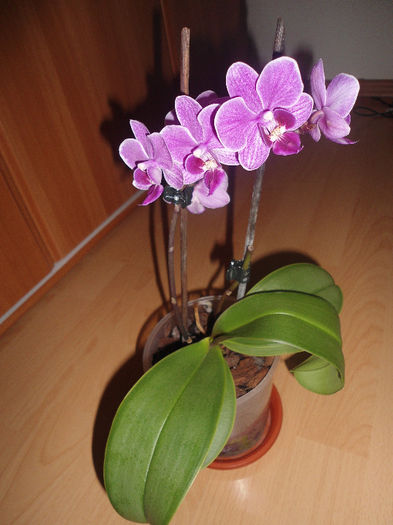 Orhidee 13