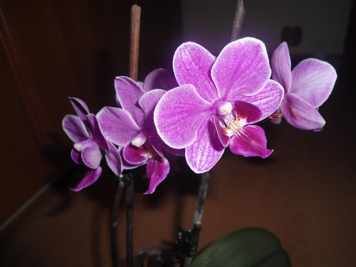 Orhidee 14 - orhidee