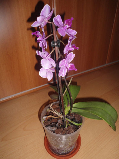 Orhidee 16