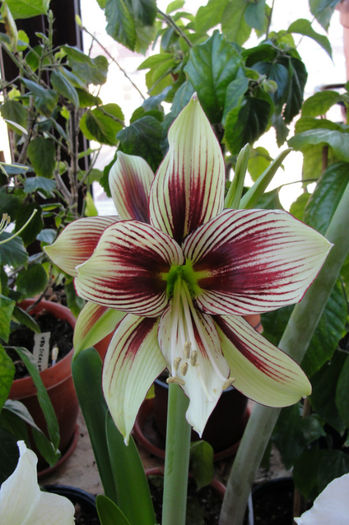 Papillio