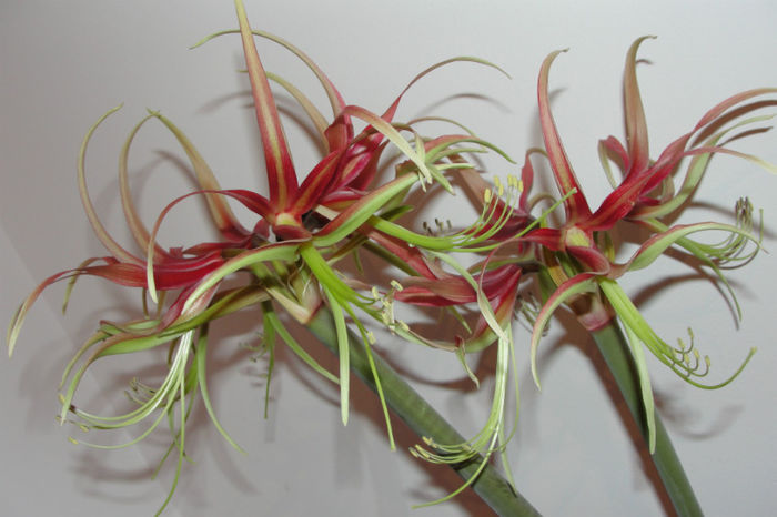  - Amaryllis