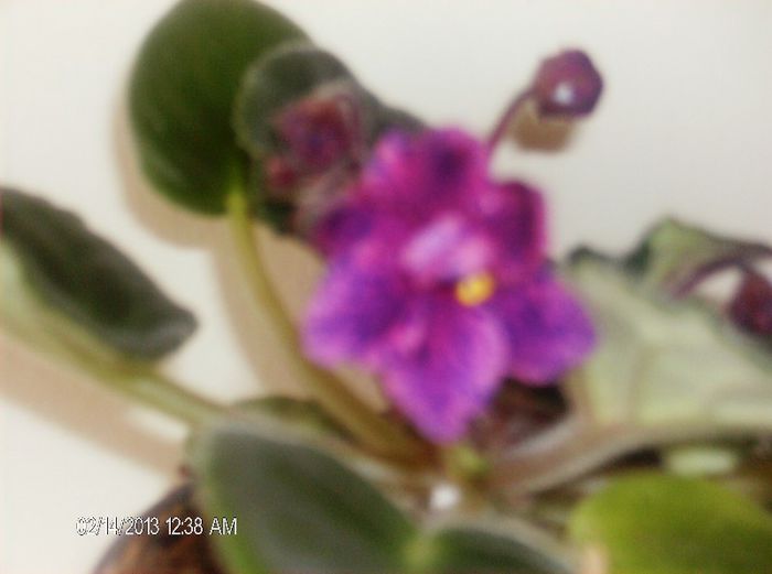 februarie  Line Wire - Violete 2013