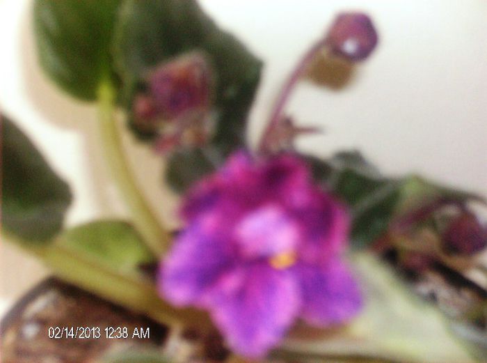 februarie  Line Wire - Violete 2013