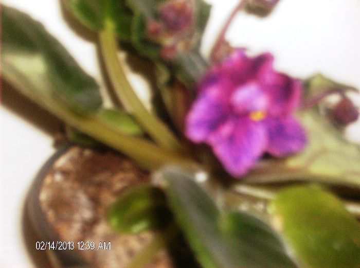 februarie  Line Wire - Violete 2013