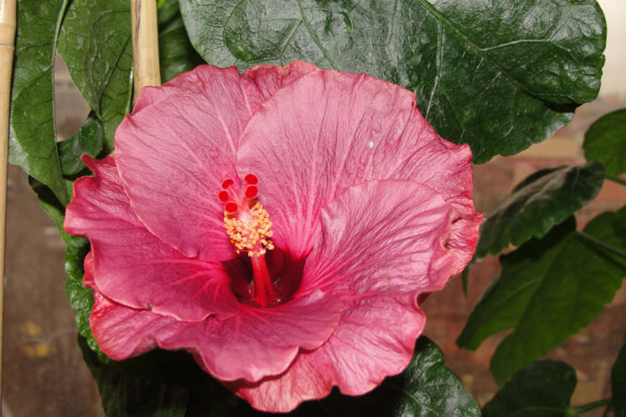 hibiscus Sea Grape - Hibiscus Gommer 1