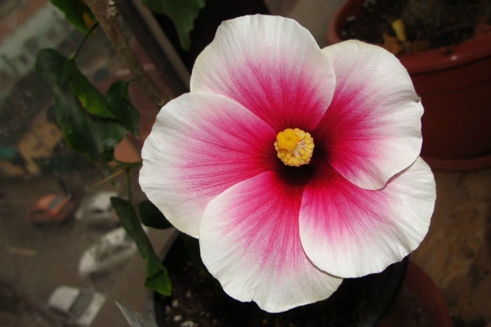 hibiscus Fire Storm - Hibiscus Gommer 1