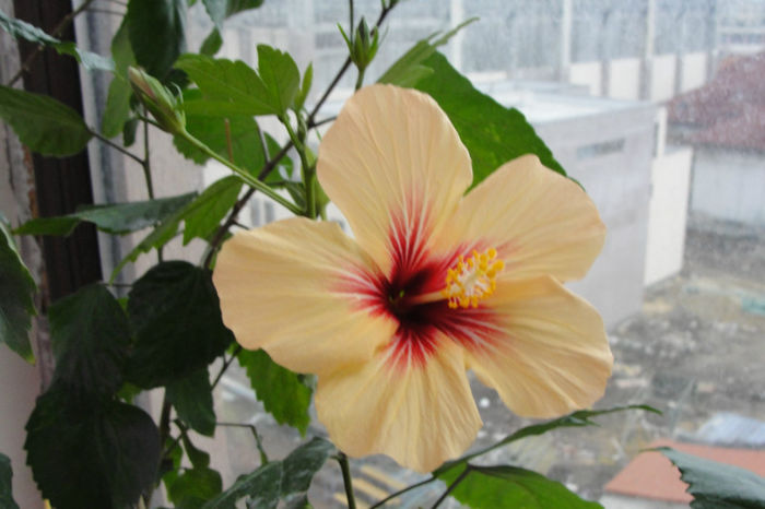  - Hibiscus-1