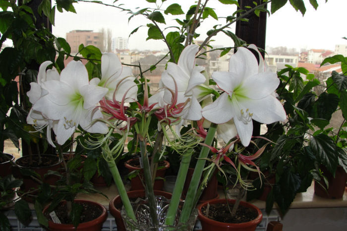  - Amaryllis